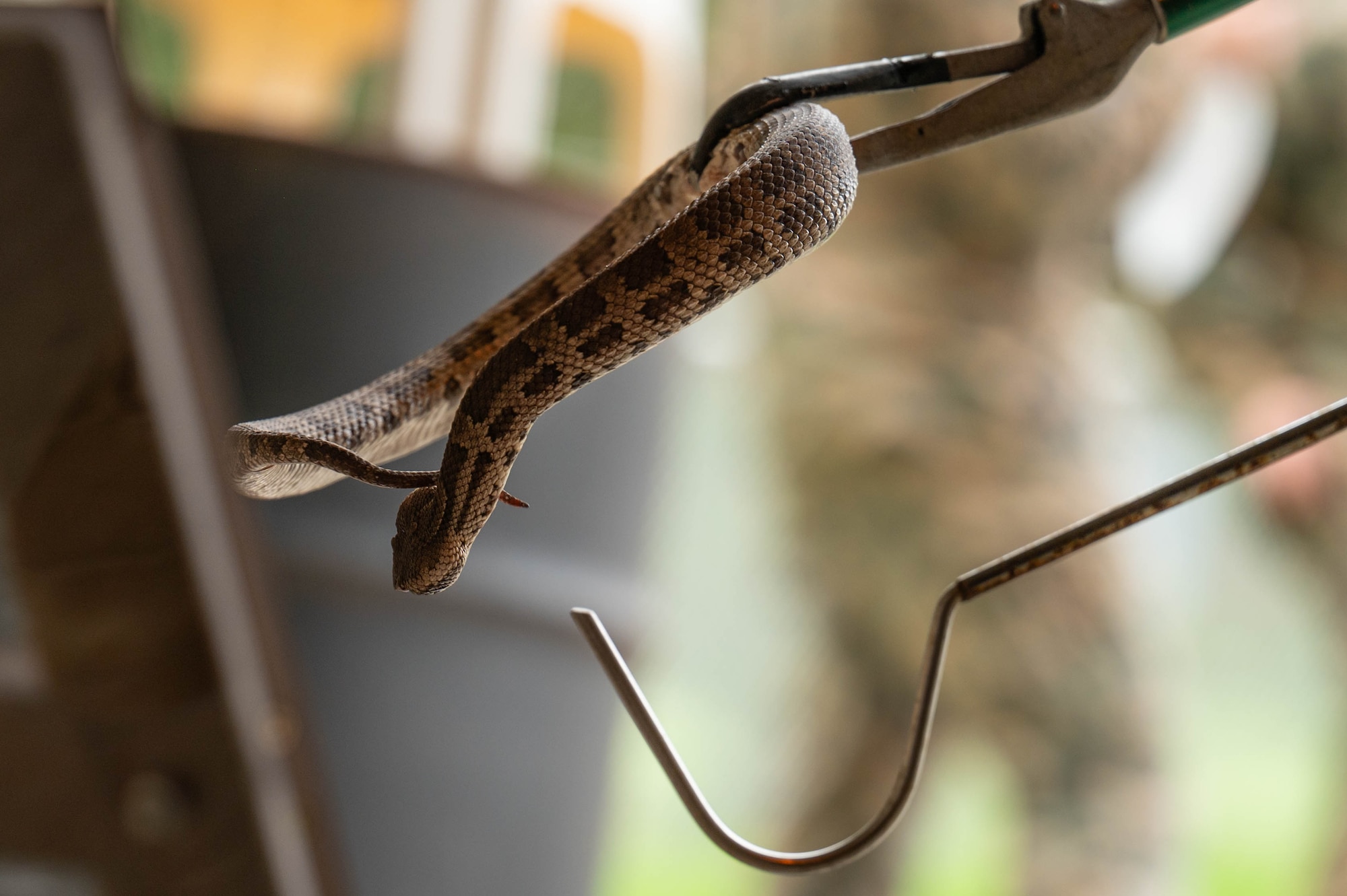 An Okinawan local snake, the Hime Habu, is displayed during a subject matter expert exchange at Kadena Air Base, Japan, Nov. 20, 2024.