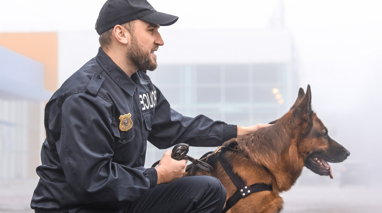 A man with a beard dressed in a police uniform crouching next to a police dog who is looking at their surroundings.