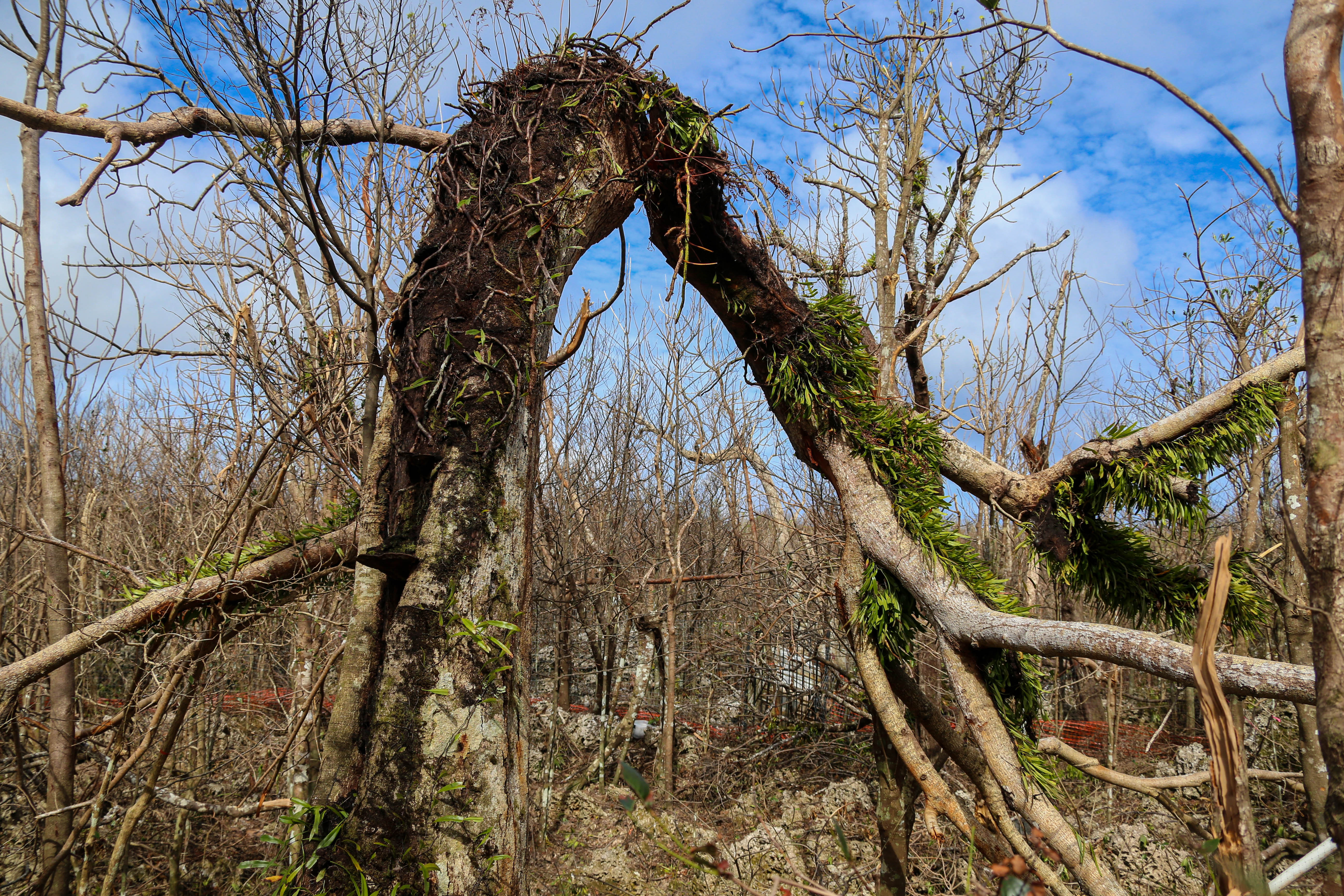 A mature Serianthes Nelsonii is shown during a site assessment at Marine Corps Base Camp Blaz following typhoon Mawar on June 7, 2023. A Combined Joint Task Force led by U.S. Army Pacific and Task Force West are the DoD representatives supporting FEMA and the governments of Guam and the Commonwealth of the Northern Mariana Islands as we continue recovery efforts in the wake of Typhoon Mawar. Commander Task Force West Rear Adm. Benjamin Nicholson, and all military installation commanding officers in Guam are diligently working to restore steady state to the bases, and dedicate resources to all FEMA mission assignments. Typhoon Mawar moved through the area as a Category 4 storm on May 24, bringing hurricane-force winds, heavy rain and high seas marking the strongest storm to affect the island since Typhoon Pongsona in 2002. (U.S. Marine Corps photo by Gunnery Sgt. Rubin J. Tan)