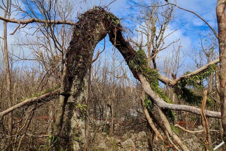 A mature Serianthes Nelsonii is shown during a site assessment at Marine Corps Base Camp Blaz following typhoon Mawar on June 7, 2023. A Combined Joint Task Force led by U.S. Army Pacific and Task Force West are the DoD representatives supporting FEMA and the governments of Guam and the Commonwealth of the Northern Mariana Islands as we continue recovery efforts in the wake of Typhoon Mawar. Commander Task Force West Rear Adm. Benjamin Nicholson, and all military installation commanding officers in Guam are diligently working to restore steady state to the bases, and dedicate resources to all FEMA mission assignments. Typhoon Mawar moved through the area as a Category 4 storm on May 24, bringing hurricane-force winds, heavy rain and high seas marking the strongest storm to affect the island since Typhoon Pongsona in 2002. (U.S. Marine Corps photo by Gunnery Sgt. Rubin J. Tan)