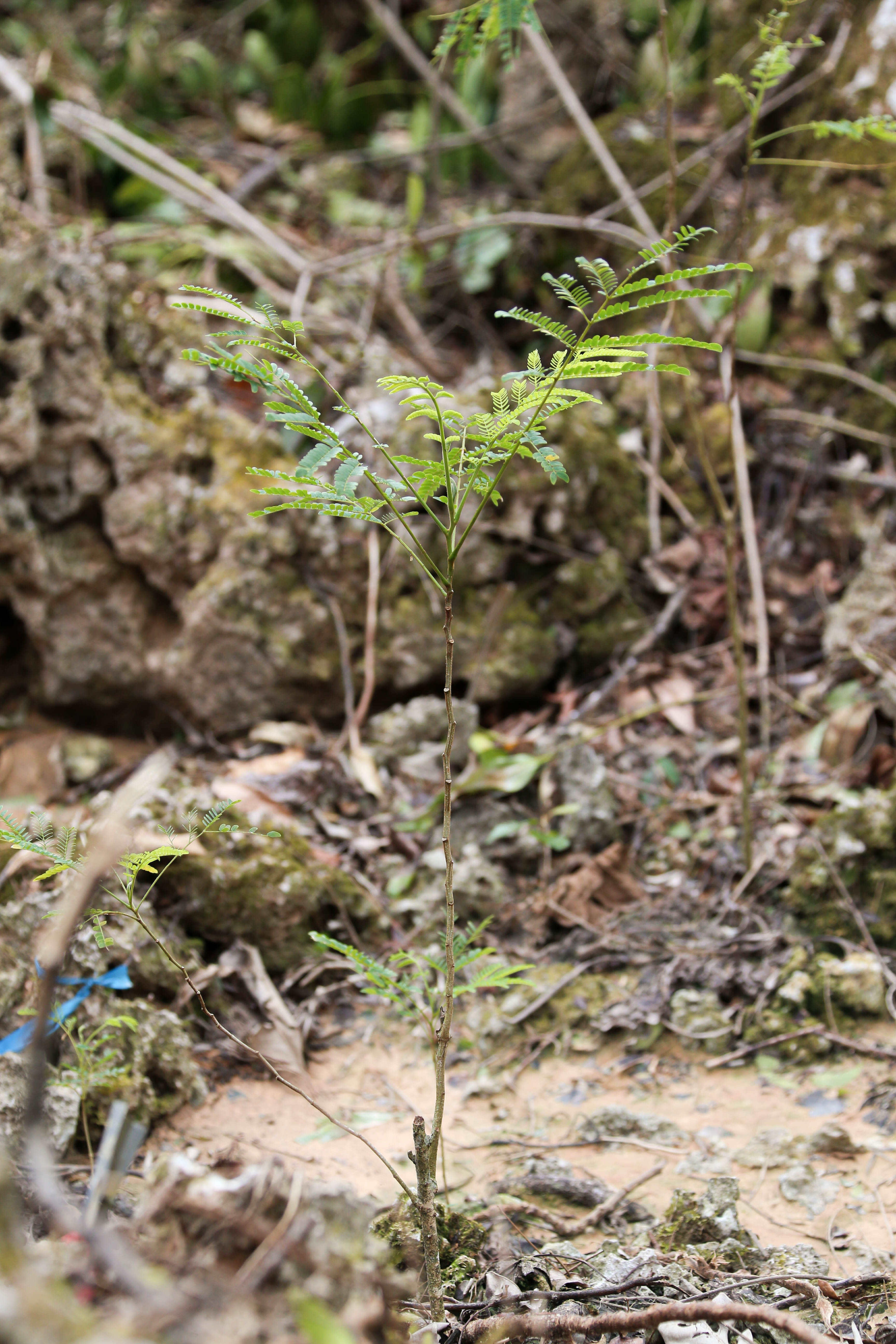 A sapling is shown at the base of the Serianthes Nelsonii tree during a site assessment at Marine Corps Base Camp Blaz following typhoon Mawar on June 7, 2023. A Combined Joint Task Force led by U.S. Army Pacific and Task Force West are the DoD representatives supporting FEMA and the governments of Guam and the Commonwealth of the Northern Mariana Islands as we continue recovery efforts in the wake of Typhoon Mawar. Commander Task Force West Rear Adm. Benjamin Nicholson, and all military installation commanding officers in Guam are diligently working to restore steady state to the bases, and dedicate resources to all FEMA mission assignments. Typhoon Mawar moved through the area as a Category 4 storm on May 24, bringing hurricane-force winds, heavy rain and high seas marking the strongest storm to affect the island since Typhoon Pongsona in 2002. (U.S. Marine Corps photo by Gunnery Sgt. Rubin J. Tan)