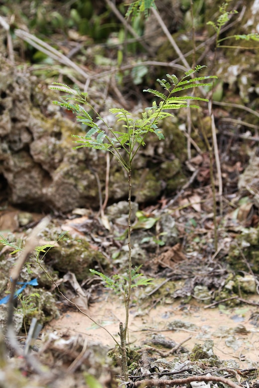 A sapling is shown at the base of the Serianthes Nelsonii tree during a site assessment at Marine Corps Base Camp Blaz following typhoon Mawar on June 7, 2023. A Combined Joint Task Force led by U.S. Army Pacific and Task Force West are the DoD representatives supporting FEMA and the governments of Guam and the Commonwealth of the Northern Mariana Islands as we continue recovery efforts in the wake of Typhoon Mawar. Commander Task Force West Rear Adm. Benjamin Nicholson, and all military installation commanding officers in Guam are diligently working to restore steady state to the bases, and dedicate resources to all FEMA mission assignments. Typhoon Mawar moved through the area as a Category 4 storm on May 24, bringing hurricane-force winds, heavy rain and high seas marking the strongest storm to affect the island since Typhoon Pongsona in 2002. (U.S. Marine Corps photo by Gunnery Sgt. Rubin J. Tan)
