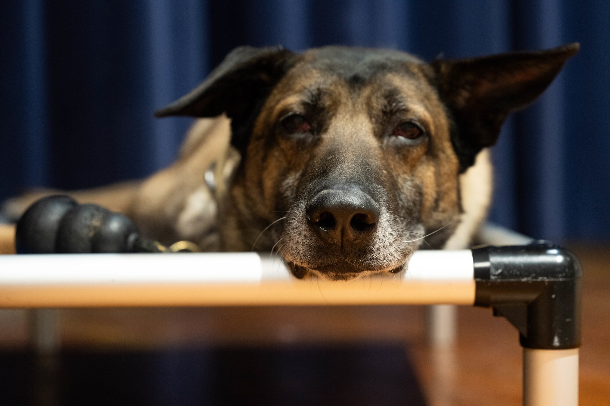 Dog relaxes on bed during his retirement ceremony.
