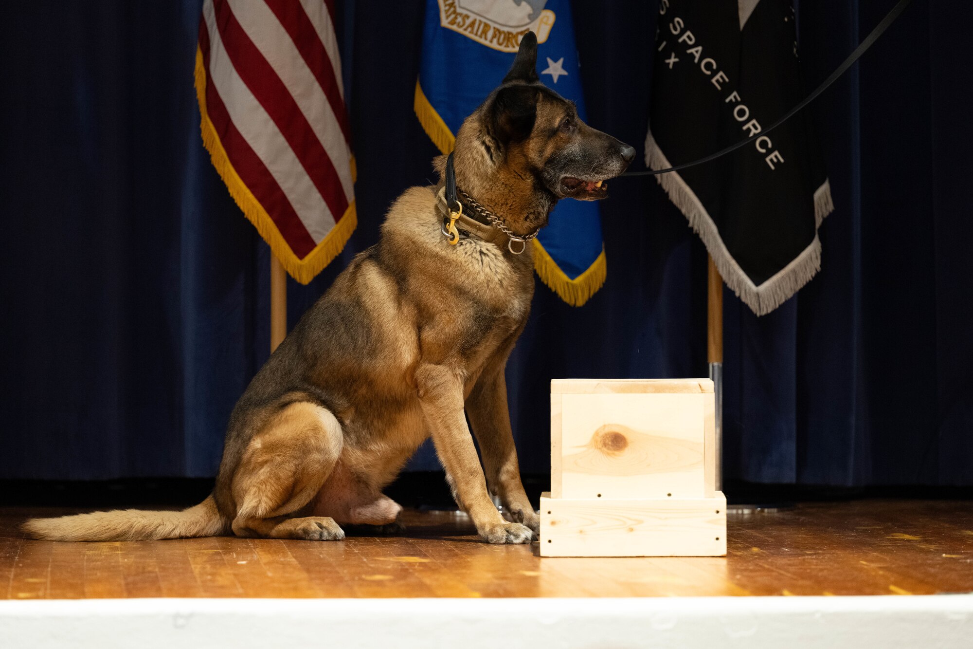 Dog sits on stage during retirement ceremony.