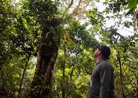 Christopher Kane, Naval Facilities Engineering Systems Command and 36th Civil Engineer Squadron natural resources specialist, looks up at the last adult Serianthes nelsonii tree on the island at Andersen Air Force Base, Guam, Feb. 2, 2021.