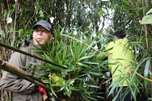 Members of the Sagami Giant Kite Preservation Association, Kassaka District, harvest bamboo stalks Nov. 15 on Camp Zama.