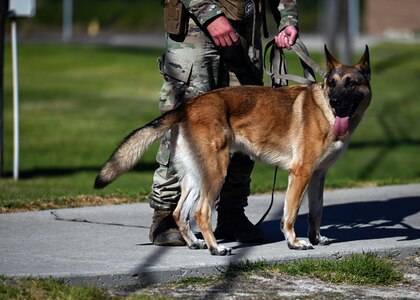 Military Working Dog.