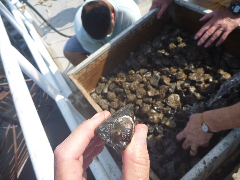 Two project areas, each containing a 50-acre reef site, were identified near Bay St. Louis and Pascagoula, Miss. These sites contain eight 1-acre experimental plots, which are now complete with base reefs consisting of limestone substrate.