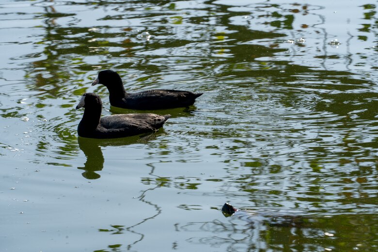Wildlife is spotted during a National Public Lands Day event Sept. 28 at Sepulveda Basin in Los Angeles. During National Public Lands Day, 40 volunteers turned out, which resulted in 160 volunteer hours donated and $5,358.40 in savings.