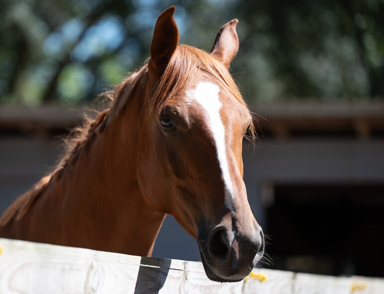 A zoomed in headshot of a horse face looking over a stable.