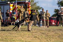 Military working do with handler