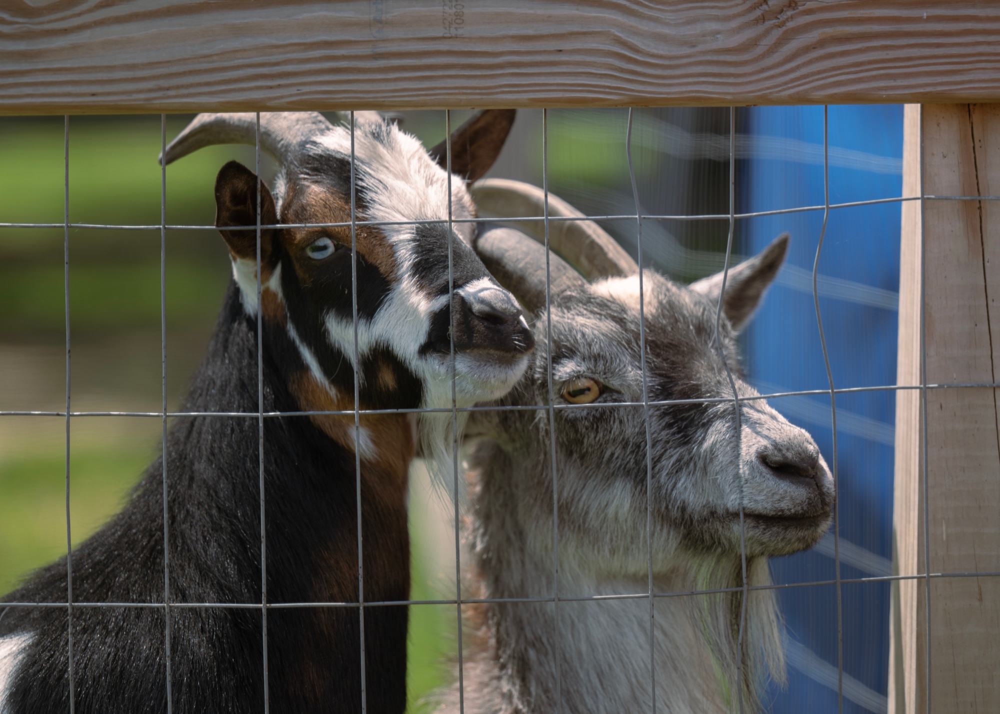 Two goats stand near a fence.