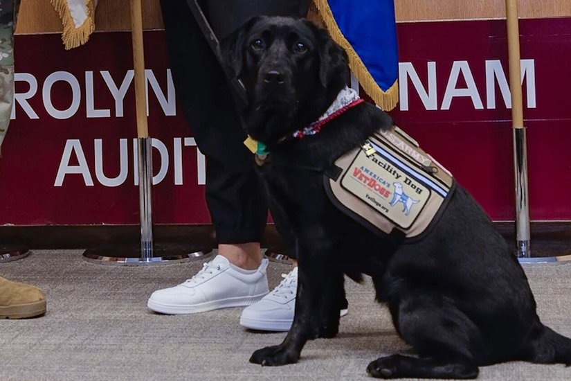 Close-up of a seated black military dog wearing a vest.