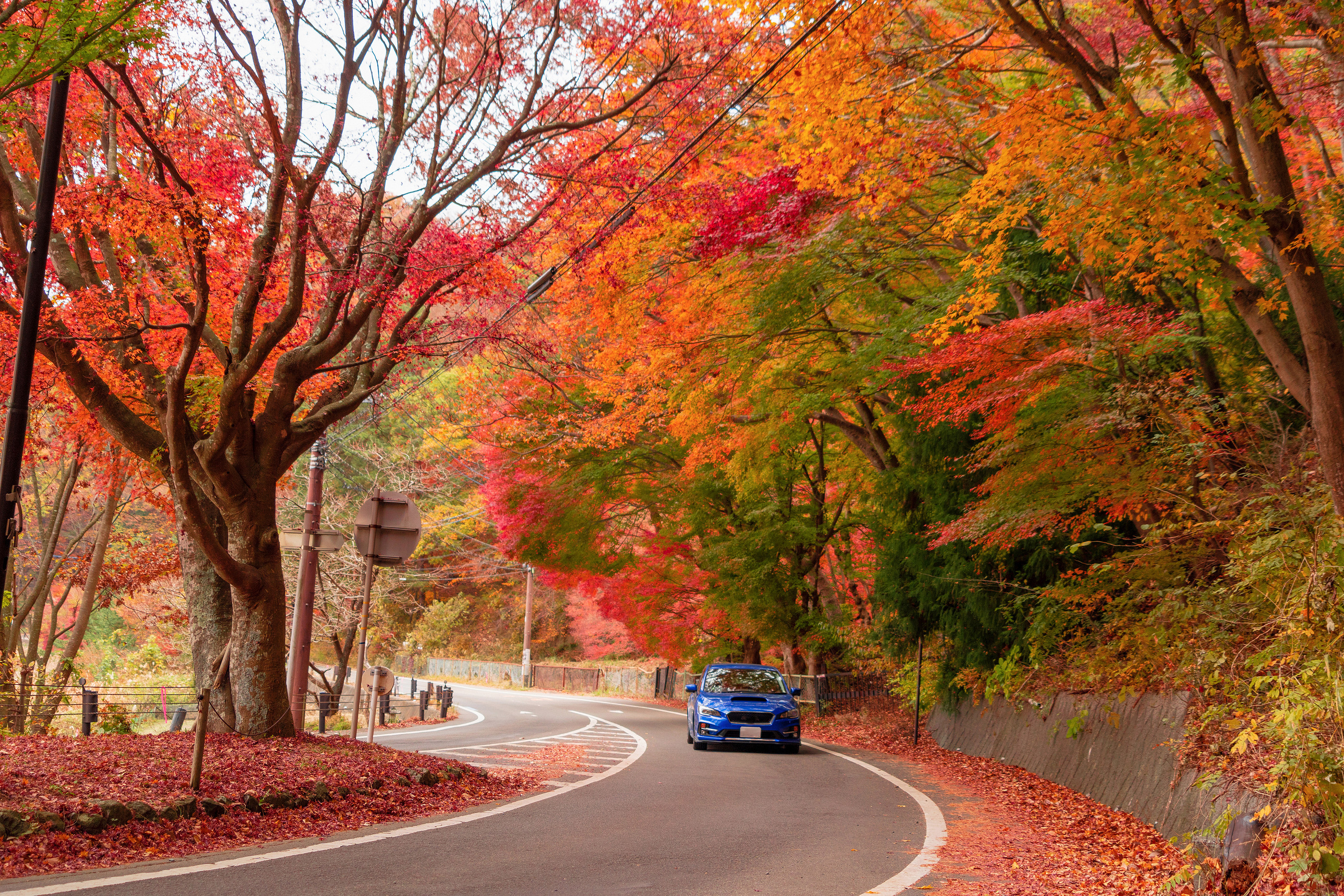 A Car Driving On Road Path With Red Fall Foliage