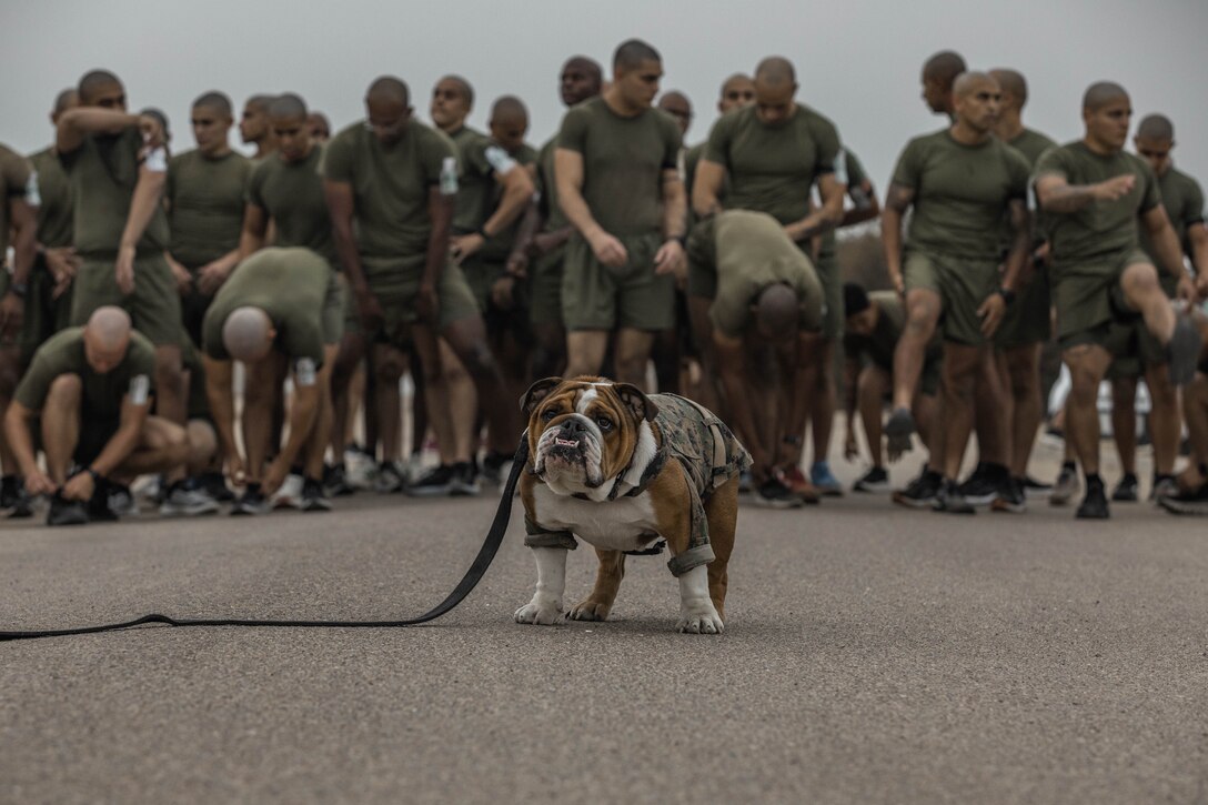 U.S. Marine Corps Lance Cpl. Bruno, the mascot for Marine Corps Recruit Depot San Diego and the Western Recruiting Region, waits at the start of the three-mile run portion of the physical fitness test with the Marines of Marine Corps Recruit Depot San Diego Drill Instructor School Class 1-25, at Marine Corps Recruit Depot San Diego, California, Oct. 4, 2024. DI School develops leadership, command presence, instructional ability, physical fitness, and professional knowledge in officers, staff noncommissioned and noncommissioned officers to prepare them for the duties of a drill instructor. (U.S. Marine Corps photo by Cpl. Alexandra M. Earl)