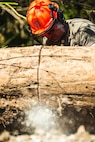 U.S. Air National Guard Tech. Sgt. Ryan Schulze, 118th Wing pavements and construction equipment craftsman, cuts a fallen tree with a chainsaw during Hurricane Helene relief efforts in Elizabethton, Tennessee, Oct. 5, 2024. Airmen continue to commute to the town and surrounding areas daily to help clear debris and help local residents in need due to flooding from Hurricane Helene.