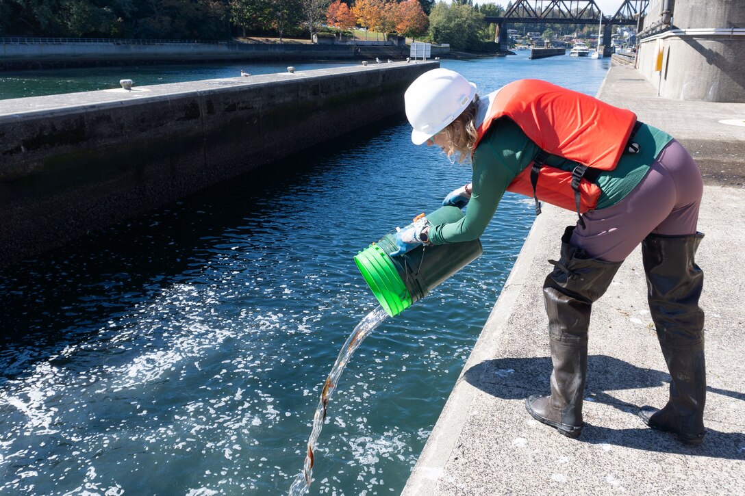 A biologist releases a bucket of fish into the water.