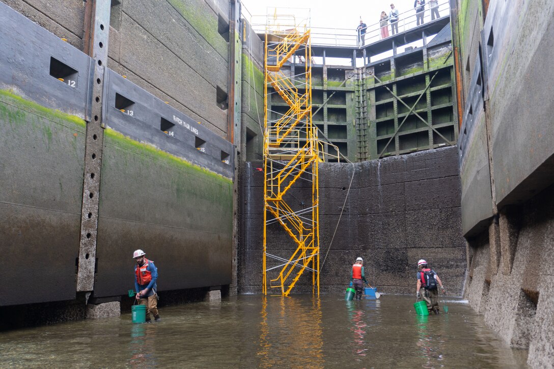 Three people with buckets looking for fish at the bottom of a lock chamber.
