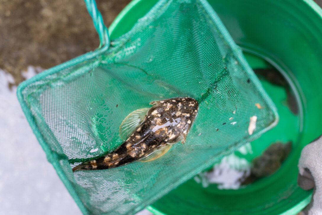 A spotted fish in a net