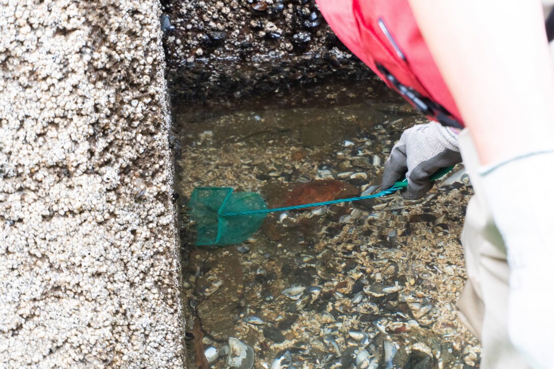 A person uses a net to catch fish in a lock chamber.