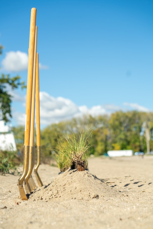 Ceremonial gold shovels stand up in a mound of sand with beach grass plugs.