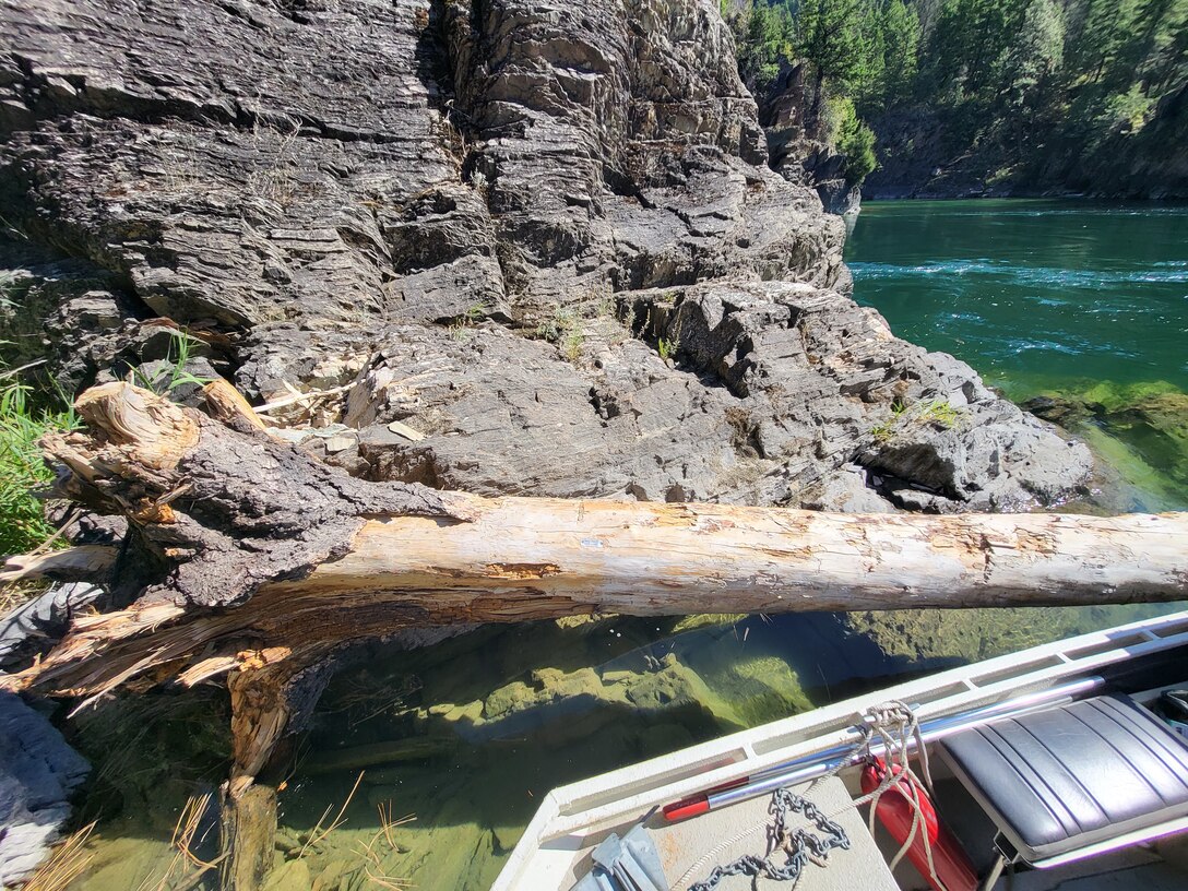 Log pinned against rock wall. Metal tags are located near the root wad or at the end of the log, to track logs' location in the river. This is part of the Army Corps’ Engineering with Nature (EWN) program designed to help improve ecosystem function in the Kootenai River downstream of Libby Dam.