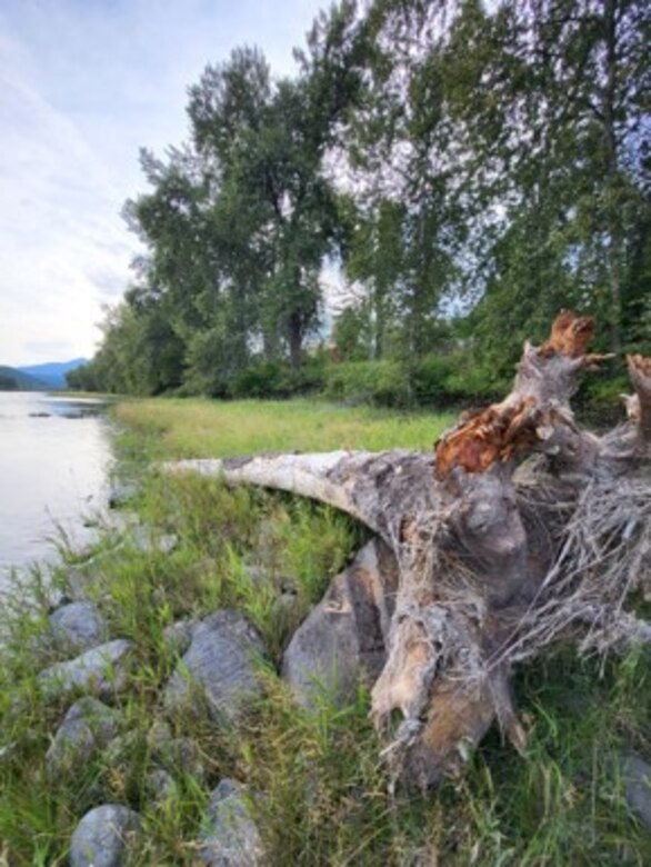 A log deposited on rocky riverbank as part of USACE's Engineering with Nature (EWN) program designed to help improve ecosystem function in the Kootenai River downstream of the dam.