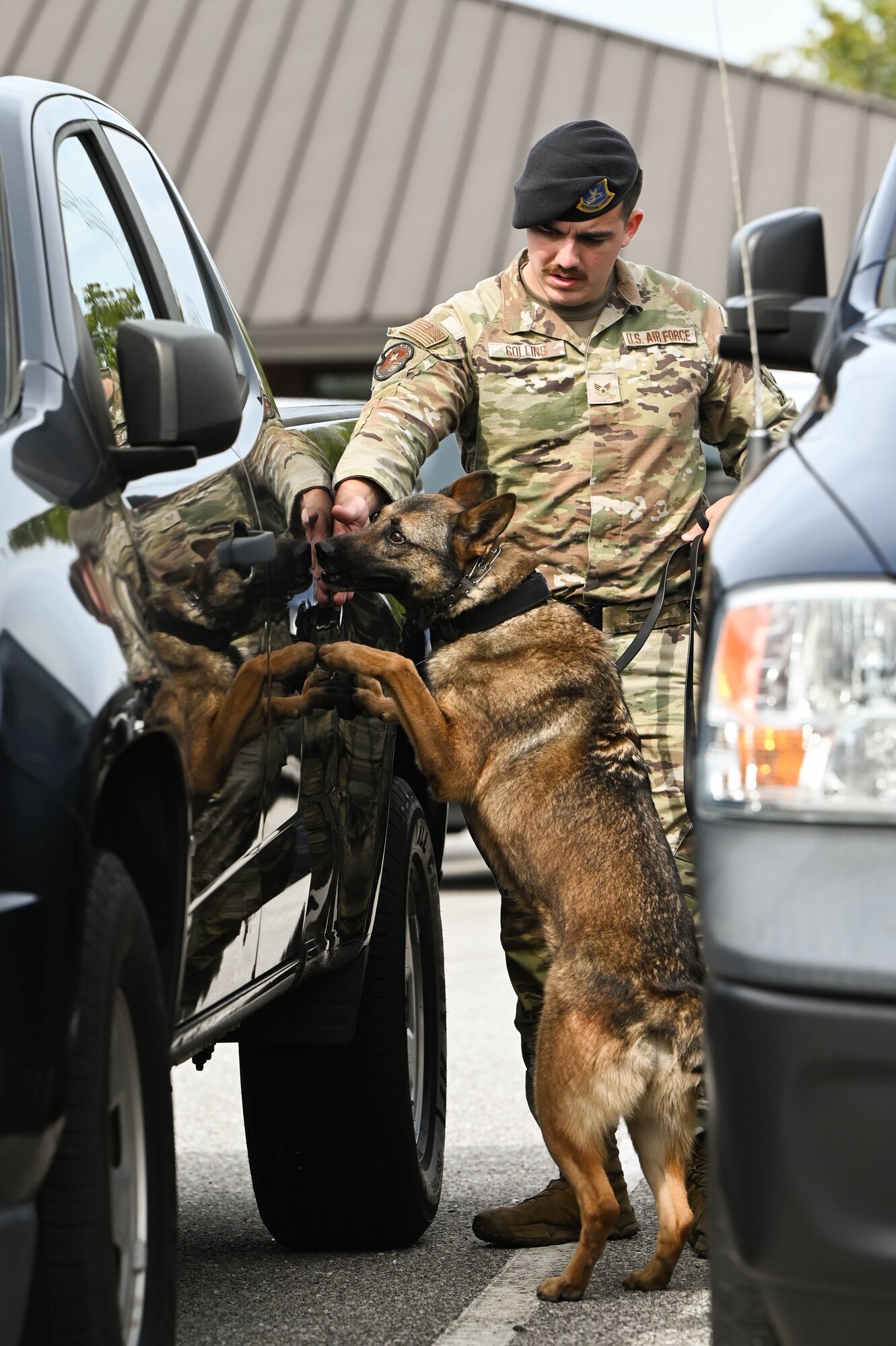 A canine participates in a detection exercise.