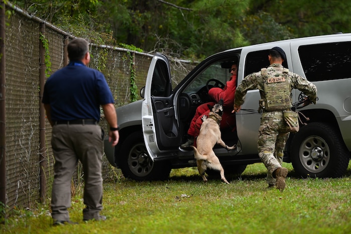 A canine practices a takedown maneuver.