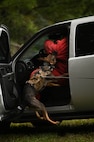 A canine practices a takedown maneuver.