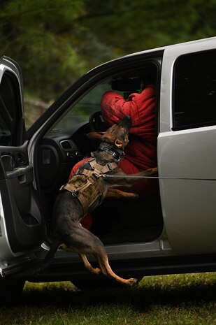 A canine practices a takedown maneuver.