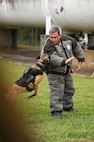 A canine practices a takedown maneuver.