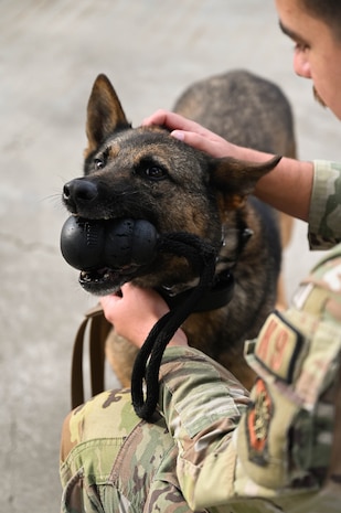 A canine handler pets their canine.