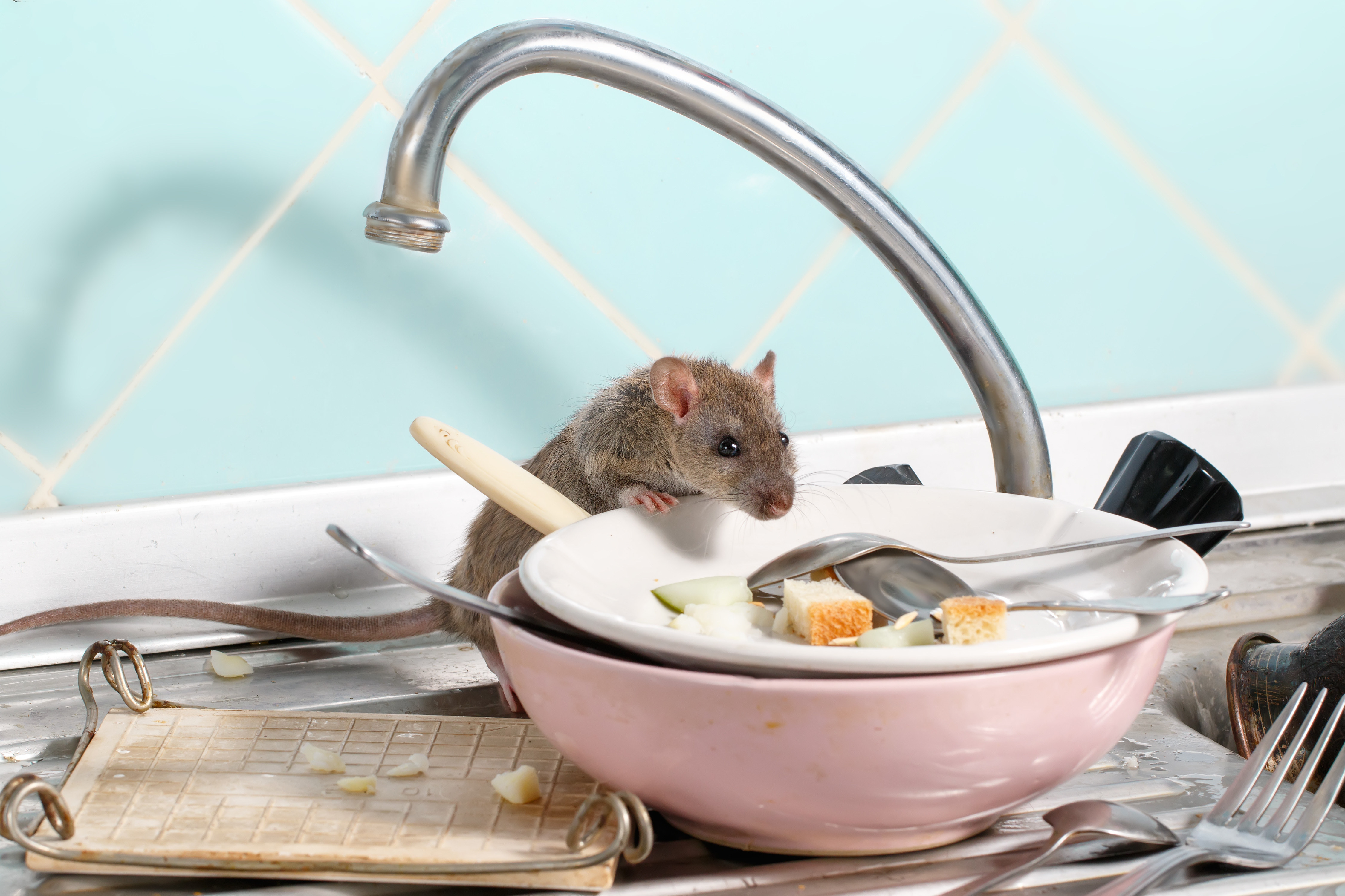 Young Rat (rattus Norvegicus) Climbs Into The Dish With The Left