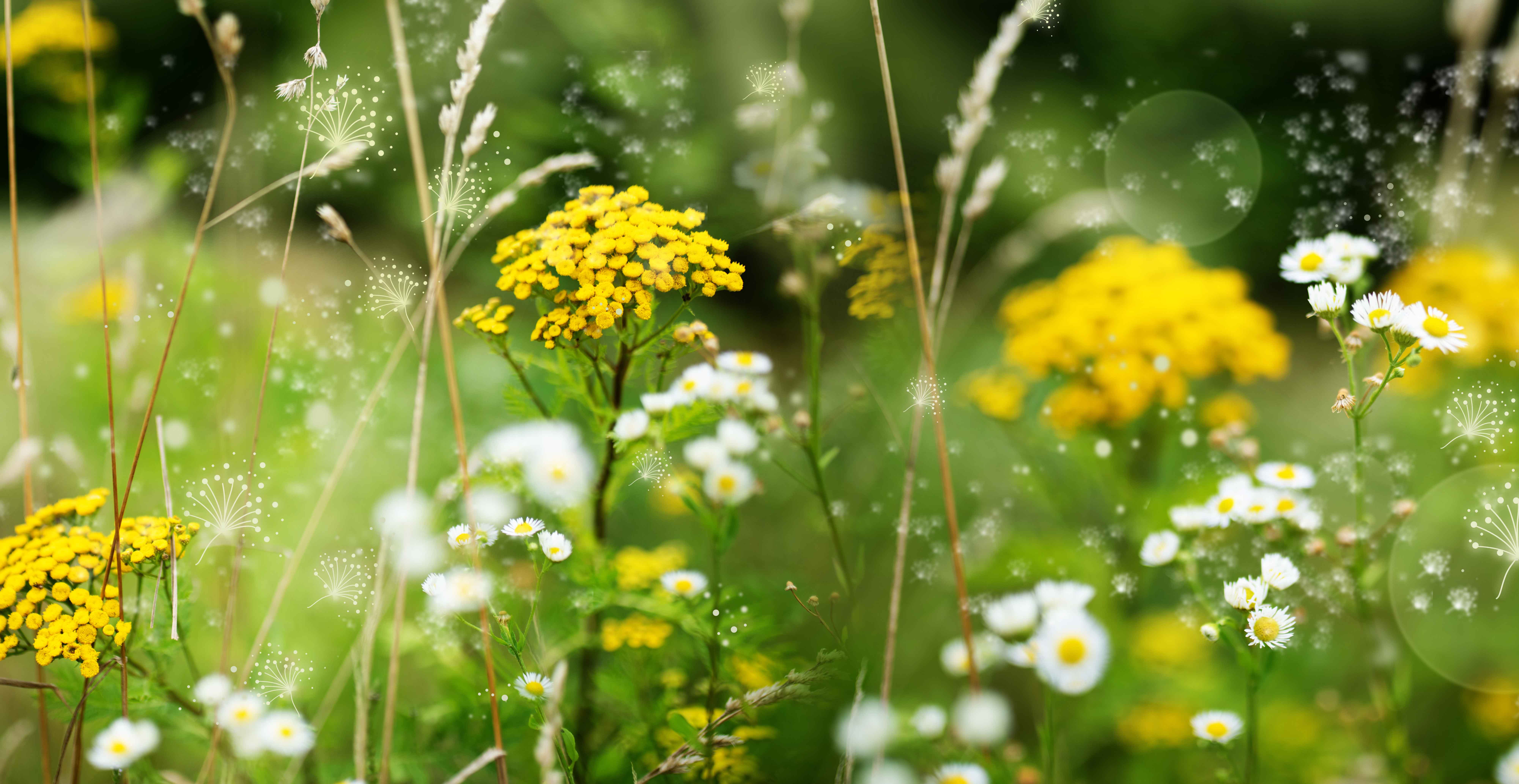 Field of yellow and white flowers with pollen flying