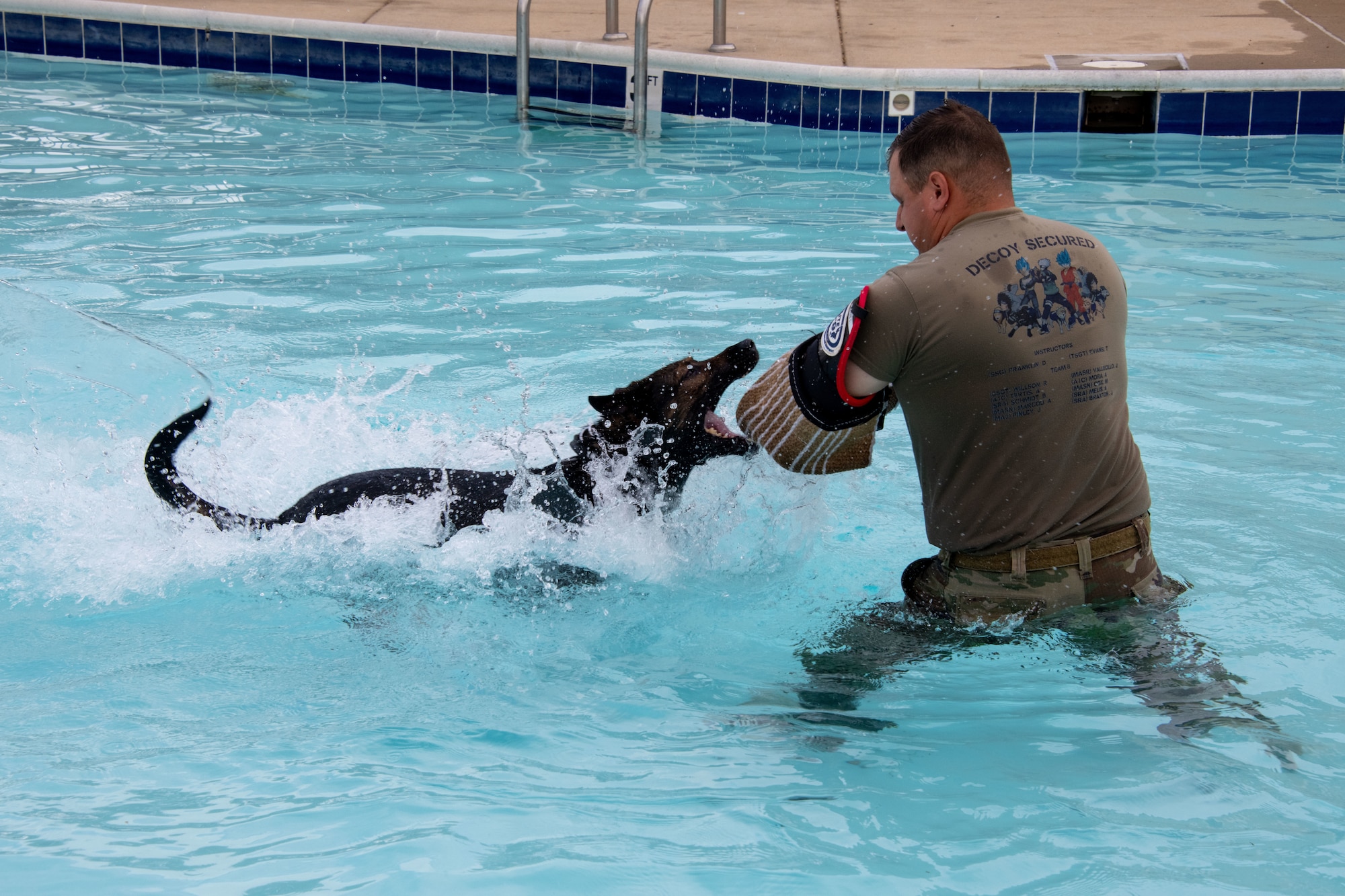Dog swims in pool