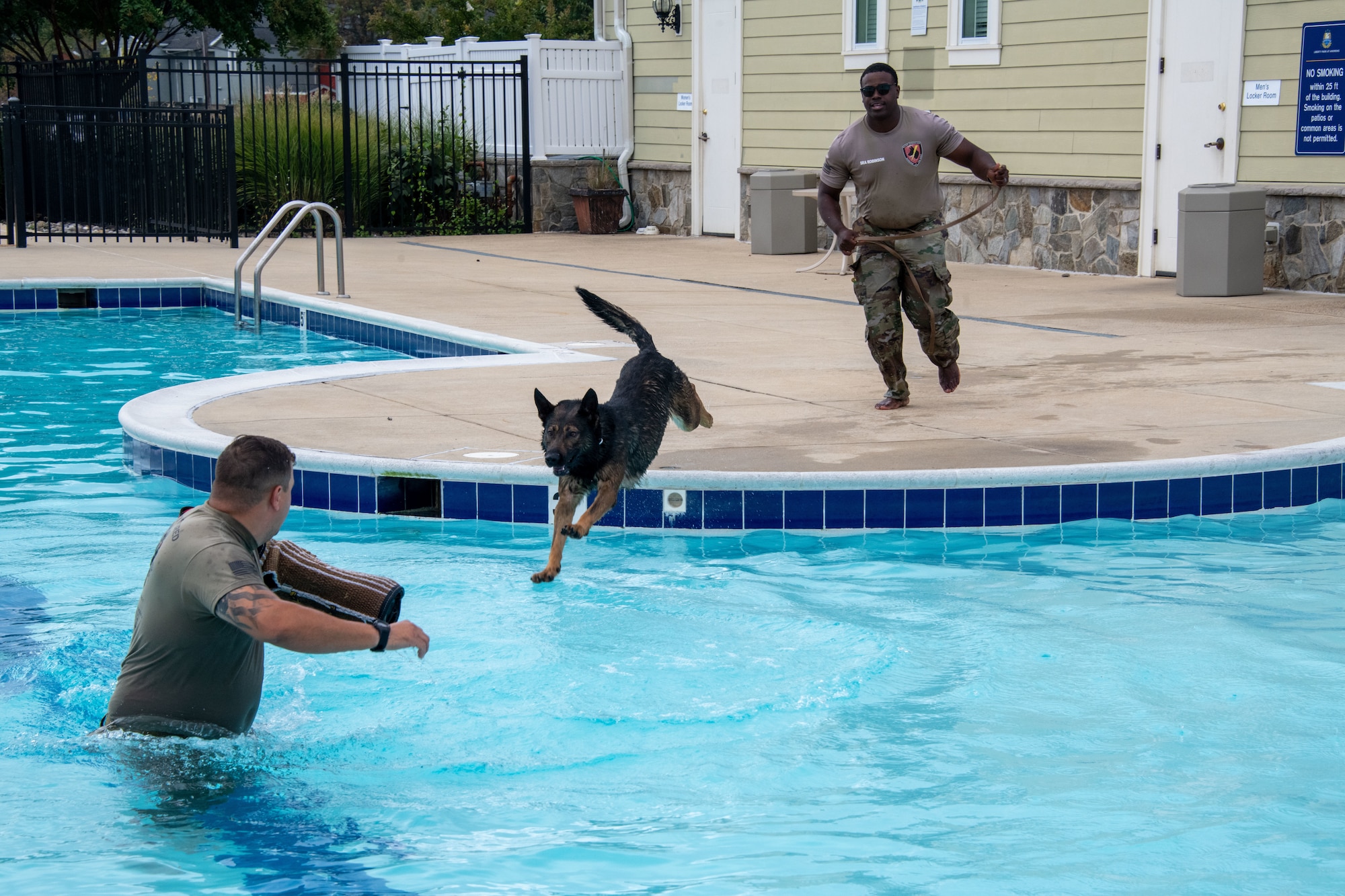 Dog jumps into pool
