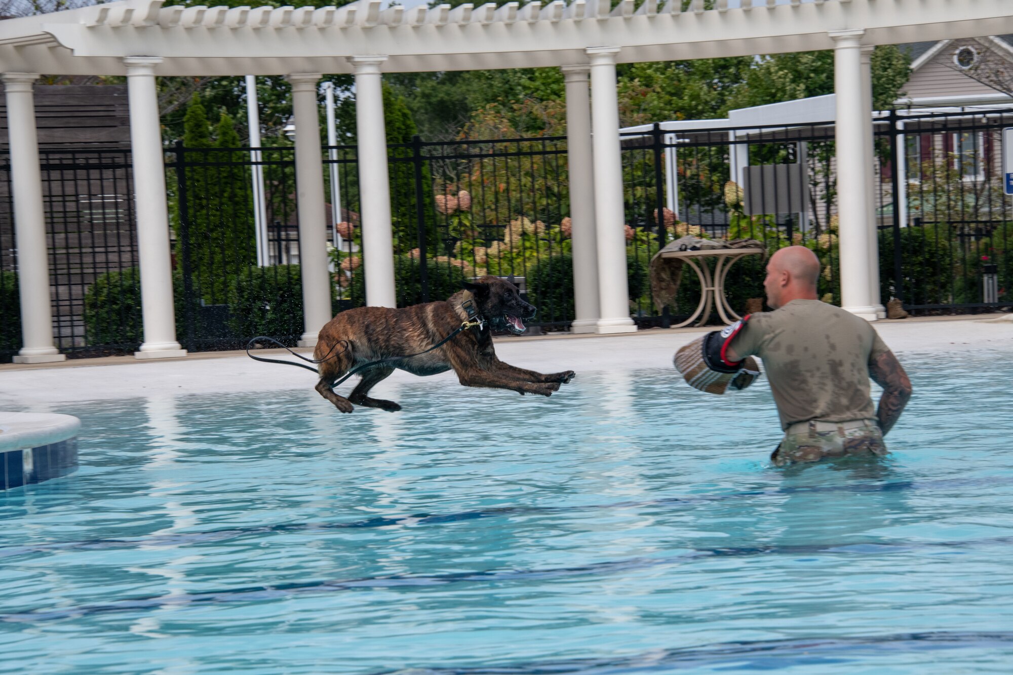 Dog jumps in water