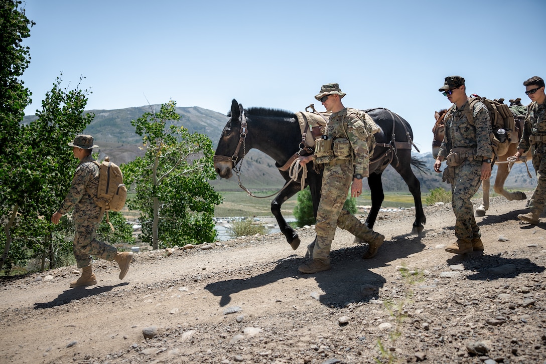 Marines with 2/1 hike with mules during Animal Packers Course