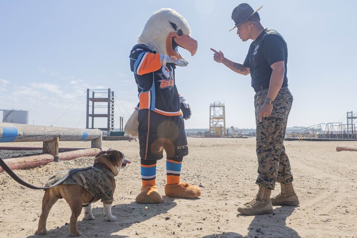 U.S. Marine Corps Lance Cpl. Bruno, the Marine Corps Recruit Depot San Diego, and Western Recruiting Region mascot and U.S. Marine Corps Staff Sgt. Karlo Esquivel, a drill instructor, training chief, and “the voice” with Recruit Training Regiment, corrects Gulliver, the mascot for the San Diego Gulls, Oct. 8, 2024, at Marine Corps Recruit Depot San Diego, California. The MCRD mascot’s job is to boost morale, participate in outreach work, and attend events and ceremonies. (U.S. Marine Corps photo by Lance Cpl. Jacob B. Hutchinson)