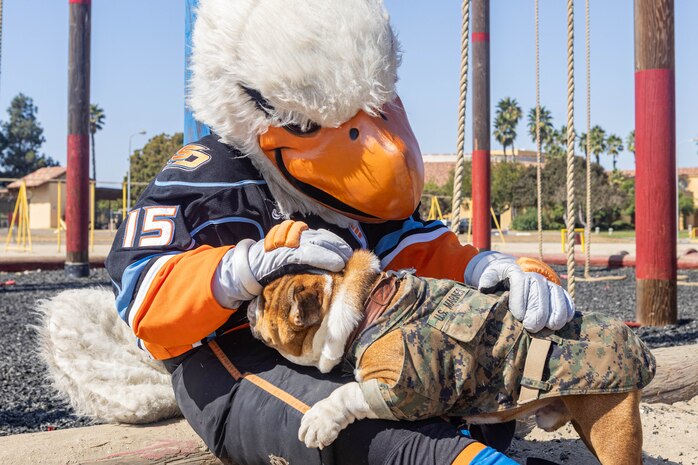 U.S. Marine Corps Lance Cpl. Bruno, the Marine Corps Recruit Depot San Diego and  Western Recruiting Region mascot, greets Gulliver, the mascot for the San Diego Gulls hockey team, Oct. 8, 2024, at Marine Corps Recruit Depot San Diego, California. The MCRD mascot’s job participate in outreach work, and attend events and ceremonies. (U.S. Marine Corps photo by Lance Cpl. Jacob B. Hutchinson)