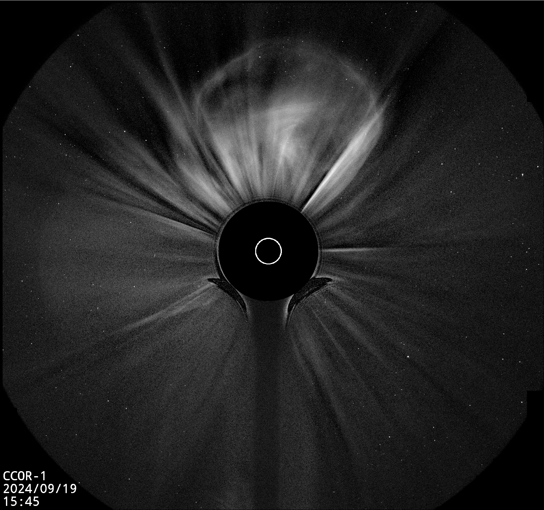 P.coronarium compact① Corona2.jpg