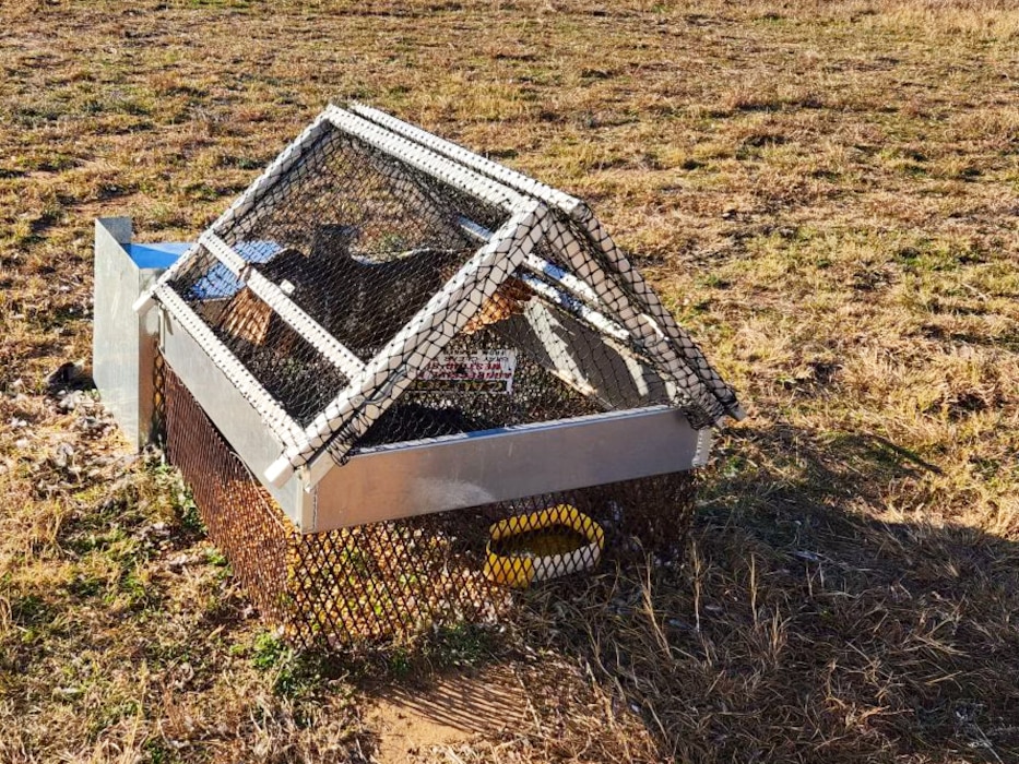 A Red-tailed Hawk sits in a Swedish Goshawk Trap near the flightline at Altus Air Force Base, Oklahoma, June 2024. The U.S. Department of Agriculture partners with the Department of Defense to trap and relocate birds on military bases, preventing bird strikes and enhancing aircrew safety. (Courtesy photo)