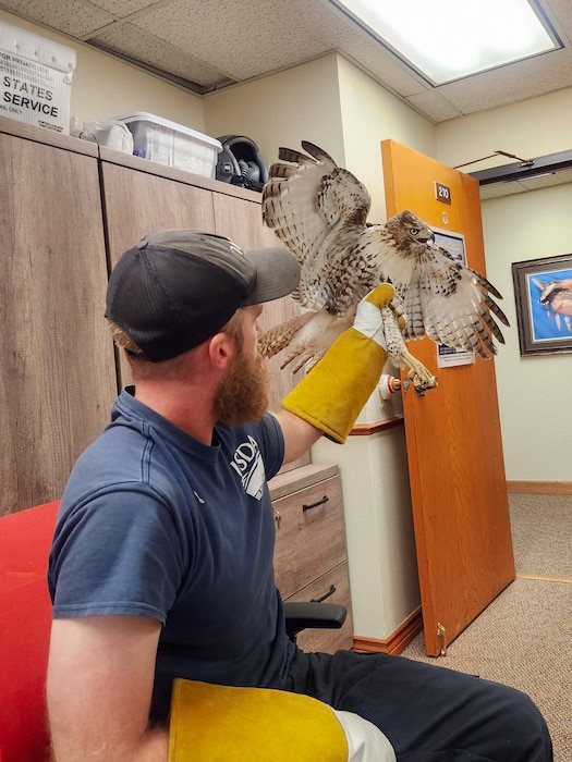 Adam Kohler, U.S. Department of Agriculture (USDA) wildlife biologist, holds a Red-tailed Hawk at Altus Air Force Base, Oklahoma, July 2024. The USDA team bands the birds they catch to monitor their movements and ensure the birds do not return to the base. (Courtesy photo)