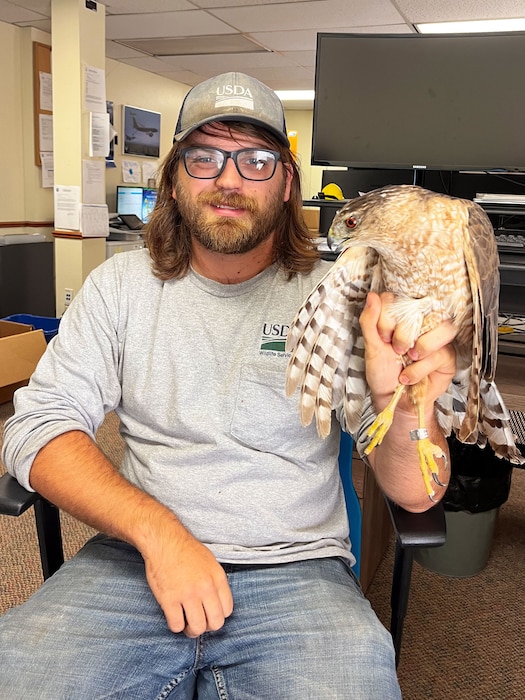 Mitchell Singer, U.S. Department of Agriculture Wildlife Services wildlife specialist, holds a Cooper's hawk at Altus Air Force Base, Oklahoma, Sept. 2024. Cooper's hawks can be territorial and aggressive, defending the area around their nests. (Courtesy photo)