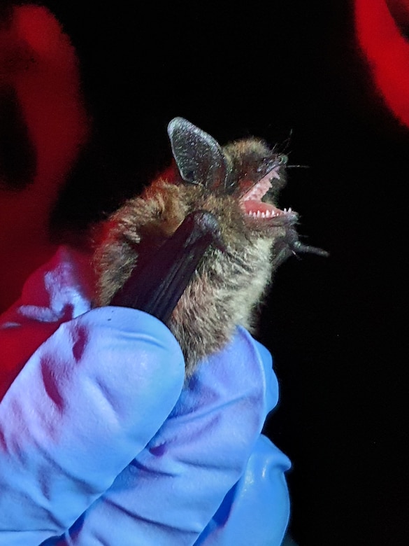 An eastern small-footed bat (Myotis leibii) at USMA West Point, New York.