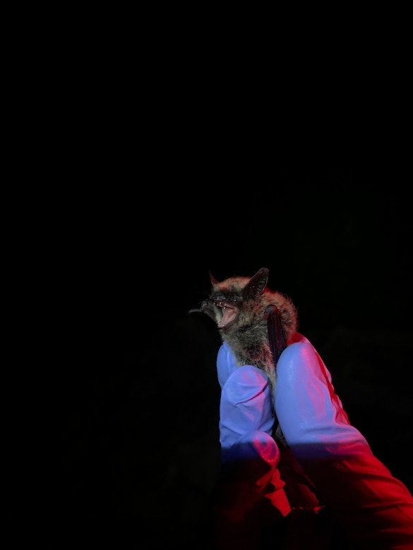 An eastern small-footed bat (Myotis leibii) at USMA West Point, New York.