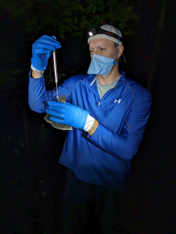 ERDC-CERL researcher Pat Wolff measuring a big brown bat (Eptesicus fuscus) at Camp Grayling, Michigan.