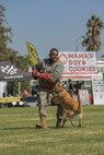 U.S. Marine Corps Cpl. Malachi Groff, a military working dog handler with the Provost Marshal’s Office, Headquarters and Service Battalion, Marine Corps Recruit Depot San Diego, executes a patrol demonstration with MWD Menta during the 2024 MCRD San Diego Boot Camp Challenge at MCRD San Diego, California, Oct. 19, 2024. For the past 23 years, MCRD San Diego has hosted the 2024 MCRD San Diego Boot Camp Challenge, a three-mile obstacle course race guided by 60 drill instructors that highlights the physical and mental demands of boot camp. The event fosters comradery and community engagement through interaction with MCRD personnel. (U.S. Marine Corps photo by Cpl. Alexandra M. Earl)