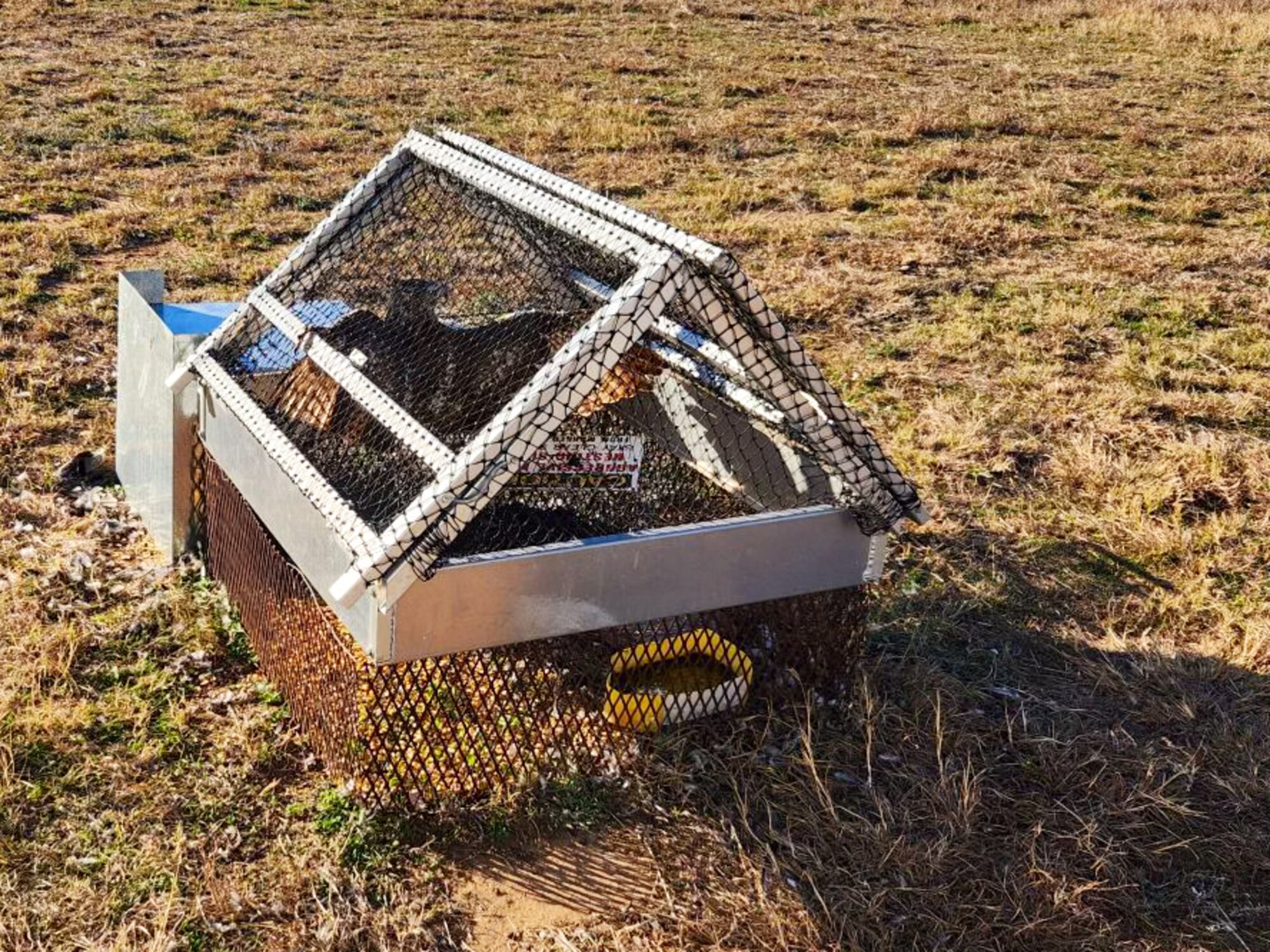 A Red-tailed Hawk sits in a Swedish Goshawk Trap near the flightline at Altus Air Force Base, Oklahoma, June 2024. The U.S. Department of Agriculture partners with the Department of Defense to trap and relocate birds on military bases, preventing bird strikes and enhancing aircrew safety. (Courtesy photo)